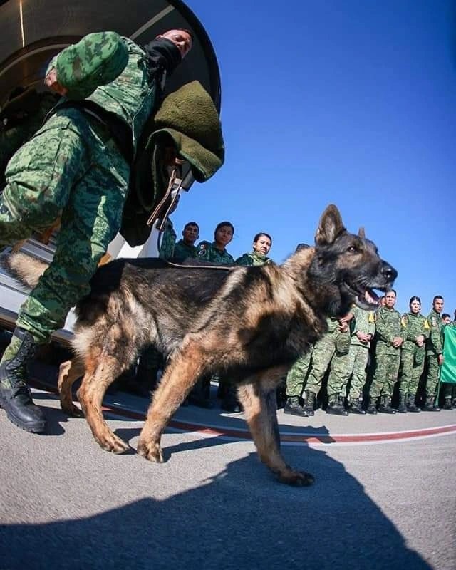 MURIÓ PROTEO PERRITO RESCATISTA MEXICANO EN TURQUÍA