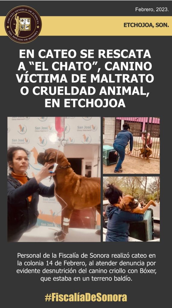 Rescatan en Etchojoa a canino víctima de maltrato o animal