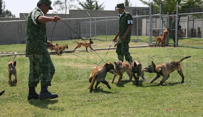 SEDENA CONMEMORA 25 AÑOS DEL CENTRO DE ENTRENAMIENTO CANINO Y FUERZA AÉREA MEXICANA