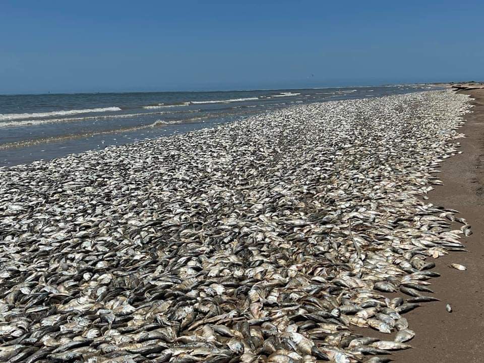 MILLONES DE PECES MUERTOS EN EL GOLFO DE MÉXICO Y CULPAN AL CALOR…