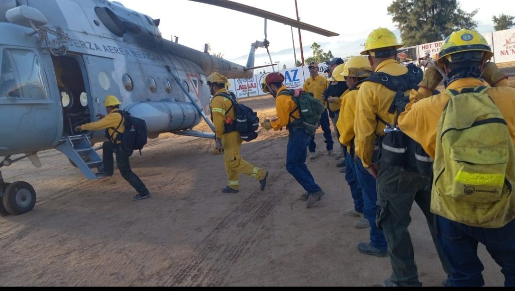 EL HORROR: ANIMALES SE QUEMAN VIVOS EN INCENDIO DE LA SIERRA DE SONORA… Conejos, venados, víboras, lagartijas #VIDEO