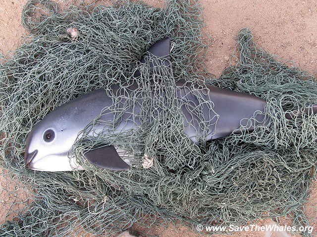 México necesita medidas urgentes para conservar la vaquita marina