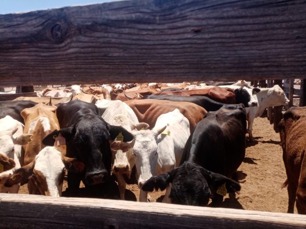 Recupera FGJE ganado robado en Guaymas mediante cateo