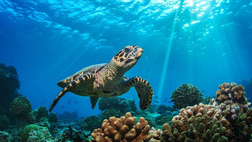 Preocupa a científicos ola de calor en el océano