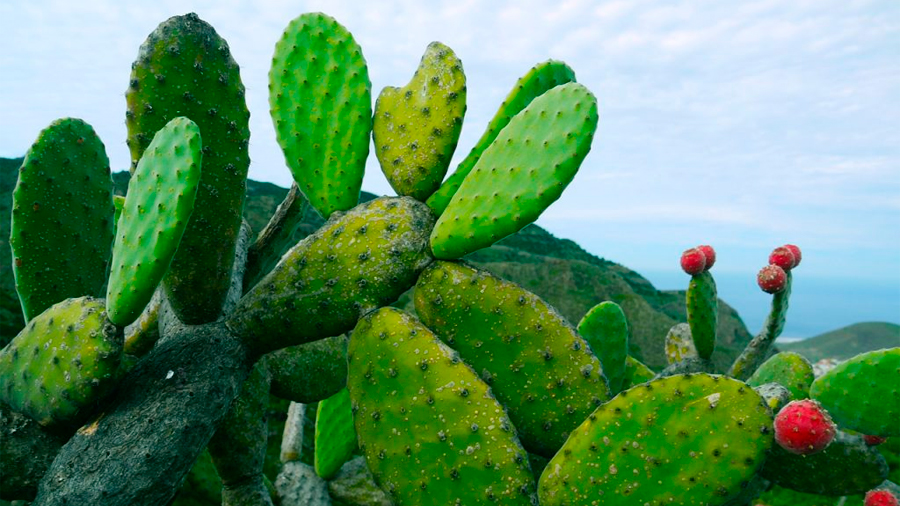 Propiedades y bondades gastronómicas del nopal