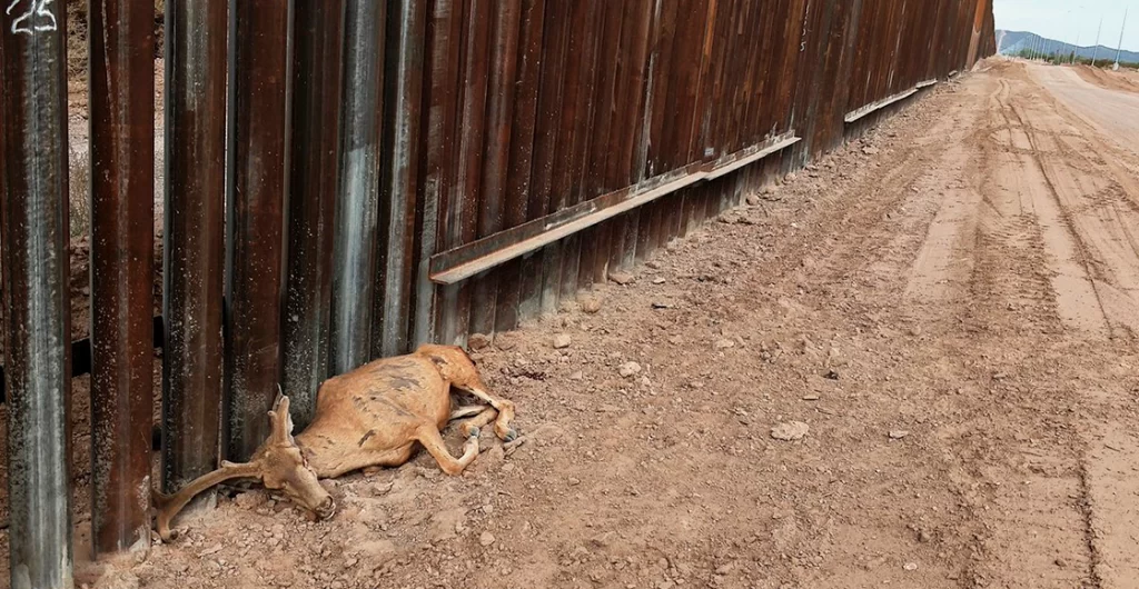 Denuncian graves daños ambientales por construcción de muro fronterizo