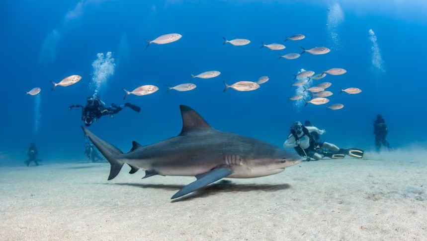 La lucha en el Mar de Cortés para revivir ‘el acuario del mundo’