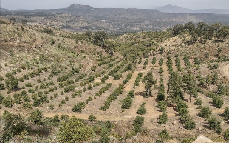 Senadores de Estados Unidos buscan impedir que aguacates cultivados en terrenos desforestados en México entren al país