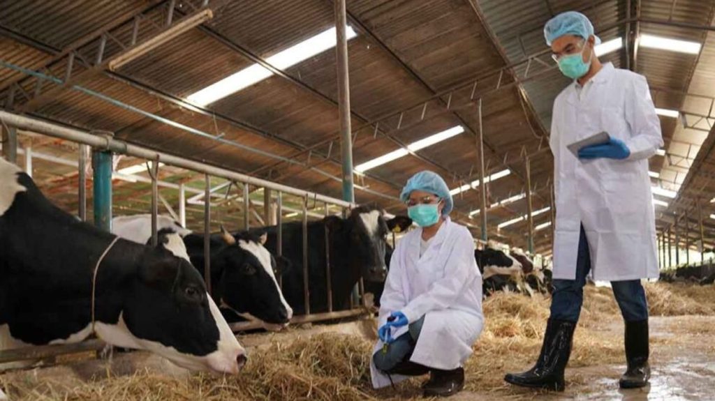 Preocupa que gripe aviar detectada en vacas de Estados Unidos se propague a México y Europa