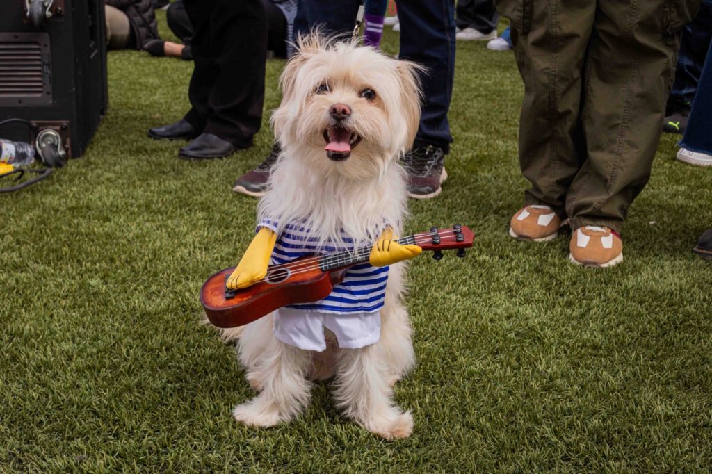 Habrá concurso de disfraces de mascotas en Pet Fest 2024