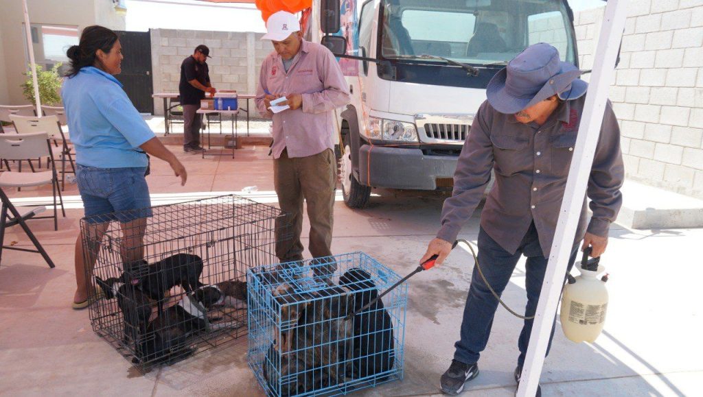 Recomienda SPM baños garrapaticidas para mascotas