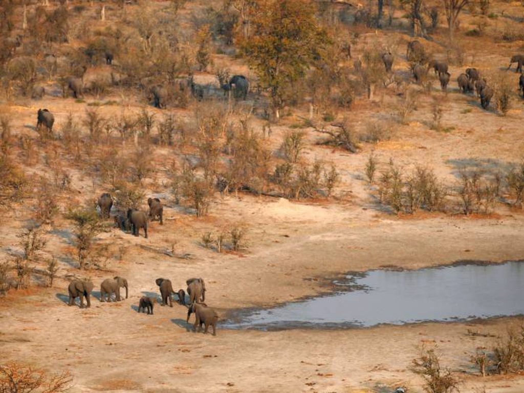 Botsuana amenaza a Alemania con enviarle 20,000 elefantes por debate de conservación ambiental