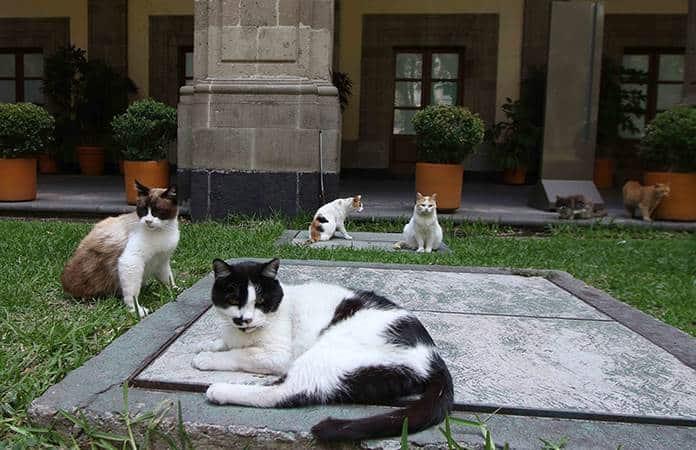 PETA felicita a AMLO por nombrar a gatos que viven en Palacio Nacional “activos fijos vivos”