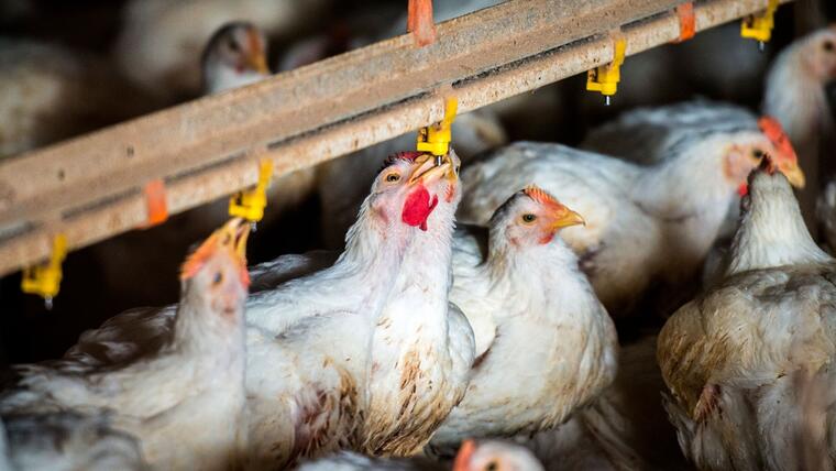 Empresa de EE. UU interrumpe producción de huevos por gripe aviar en sus granjas