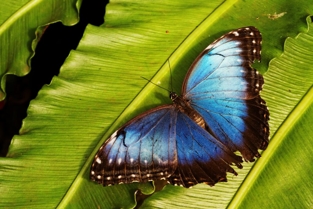 Biólogos miden efectos del cambio climático con mariposas