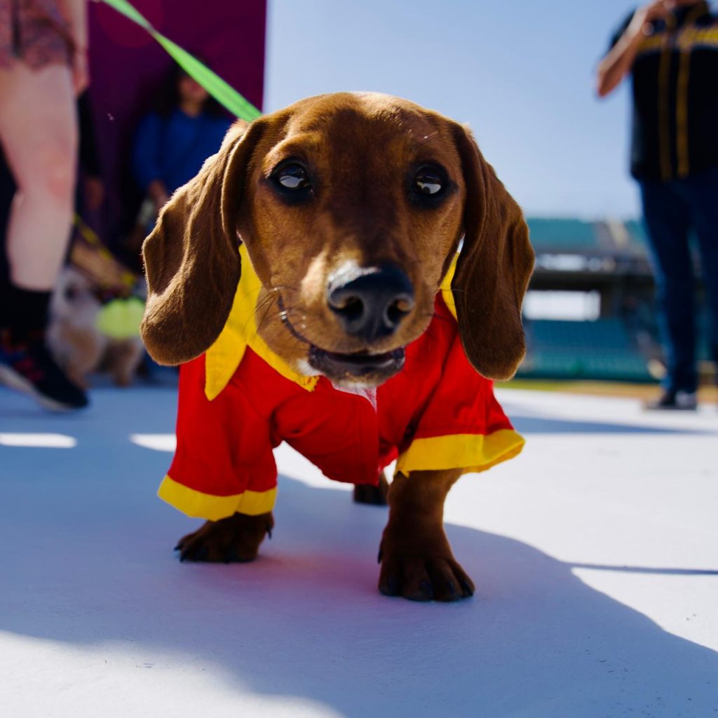 Celebran a cientos de mascotas en tercera edición del Pet Fest