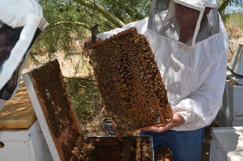 Centro de reproducción apícola busca tener abeja de calidad en Sonora