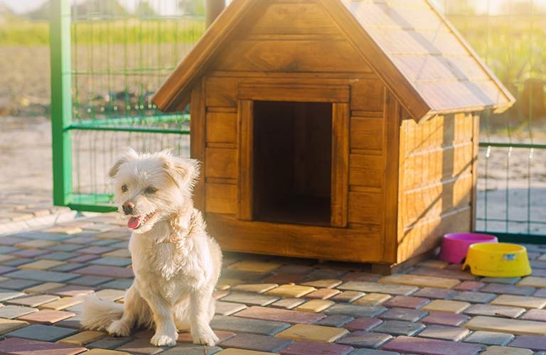 Invitan a cuidar mascotas en época de verano