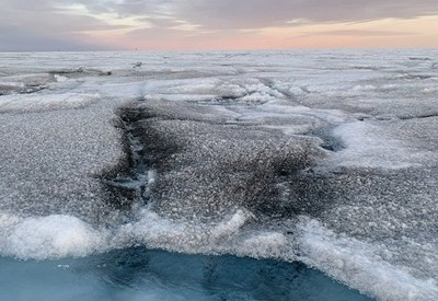 Investigadores encuentran virus gigantes junto a algas negras en Groenlandia que evitarían que el hielo se derrita