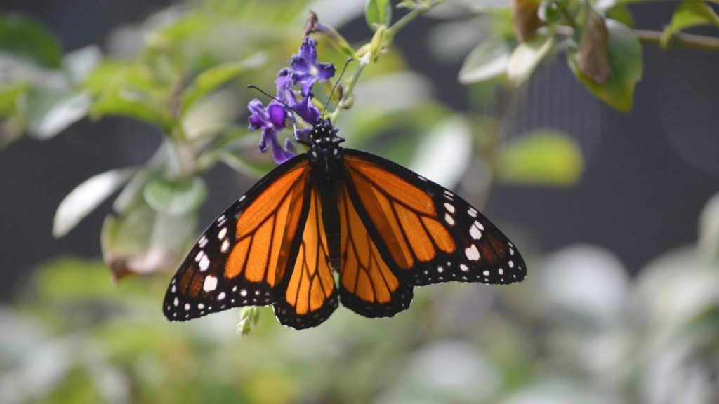 Estudios revelan cómo los insecticidas agrícolas impactan en la disminución de las mariposas y otros insectos