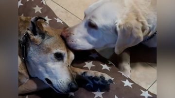 La conmovedora historia del perro que fue rescatado de las calles por un veterinario y se convirtió en “enfermero”