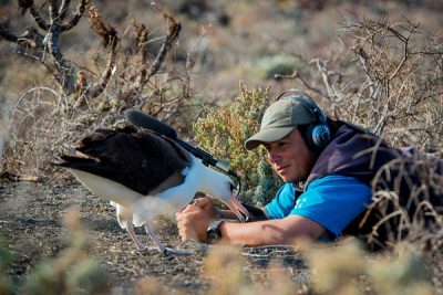 Julio Hernández Montoya, el científico mexicano premiado por National Geographic que rescata embriones del albatros patas negras