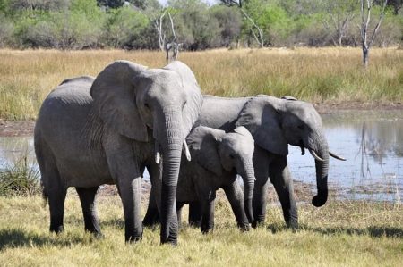 Muere turista español tras ser pisoteado por elefantes en Sudáfrica