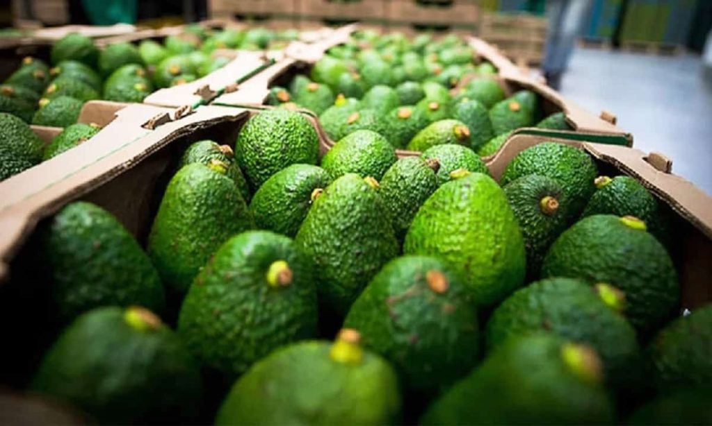 México exporta 80% de la venta de aguacate a Estados Unidos