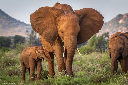 Día Mundial de Elefante: Las tres especies que hay se encuentran en peligro de extinción por pérdida de su hábitat