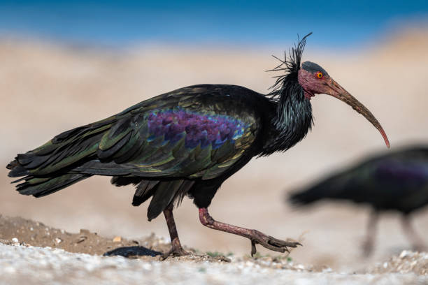 Tienen que enseñar a volar al ave ibis calvo septentrional después de ser cazado hasta su casi extinción y ser revivido