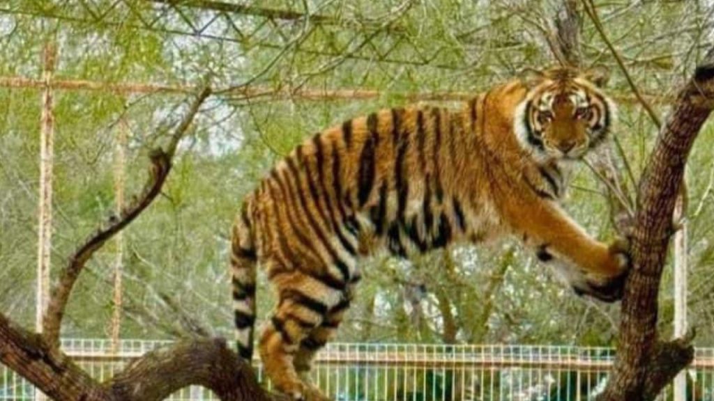  Alertan autoridades de Reynosa, Tamaulipas sobre un tigre de bengala que escapó del zoológico “Quinta La Fauna”