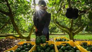 Estados Unidos deja inspección de plantíos de aguacate al gobierno de México