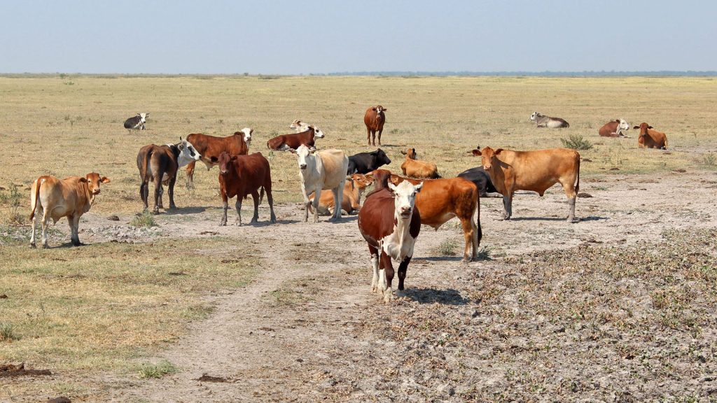 Revela análisis de BdeM cómo la sequía en México afecta al precio de la carne e ingresos de los productores