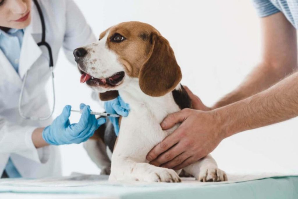 Desarrollan científicos chilenos vacuna reversible para esterilizar perros