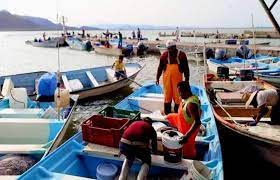 Se derrumba pesca de camarón en Sonora