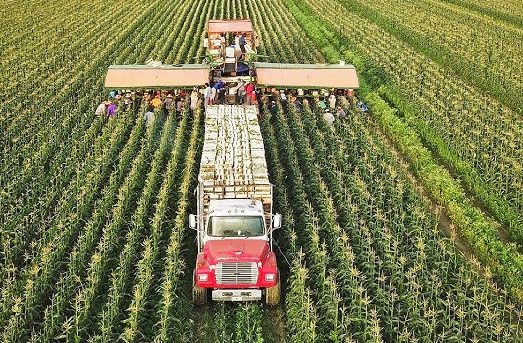 Agricultores de EU se quedan sin ayuda después de que Trump suspendiera la financiación federal