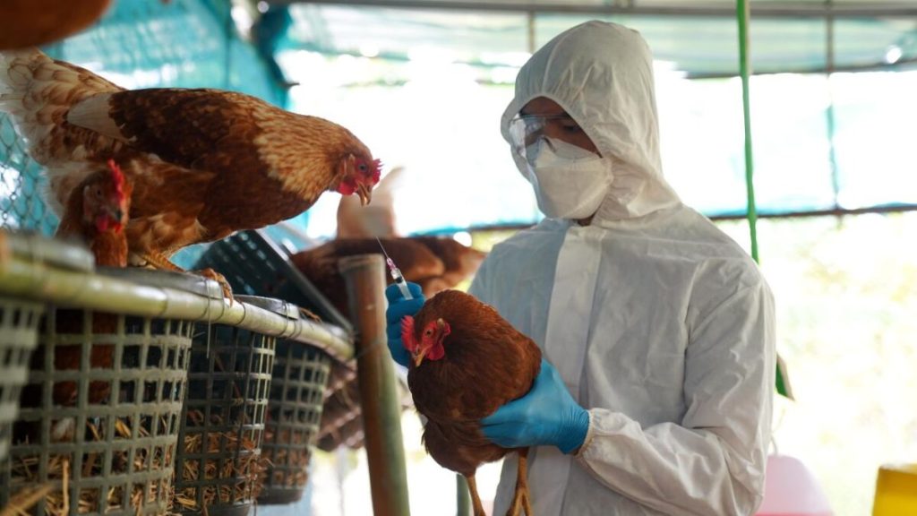 Avisa EU de otra cepa de gripe aviar que ha matado a seres humanos, aves de corral y vacas lecheras